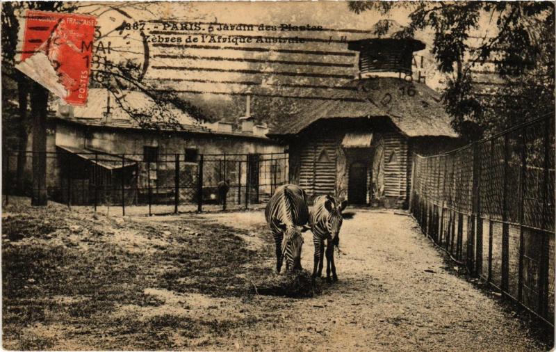 Carte postale ancienne Paris 5e-Jardin des Plantes-Zébres de l'Afrique Australe à Paris 5e