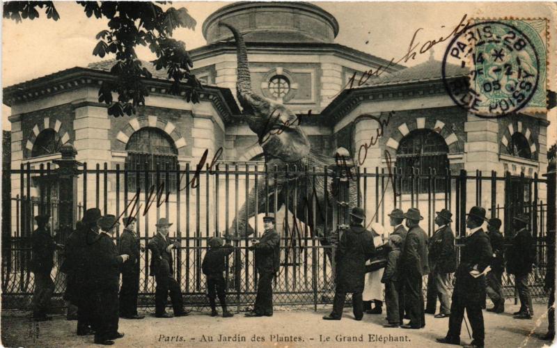 Carte postale ancienne Paris 5e-Jardin des Plantes-Le Grand Eléphant à Paris 5e