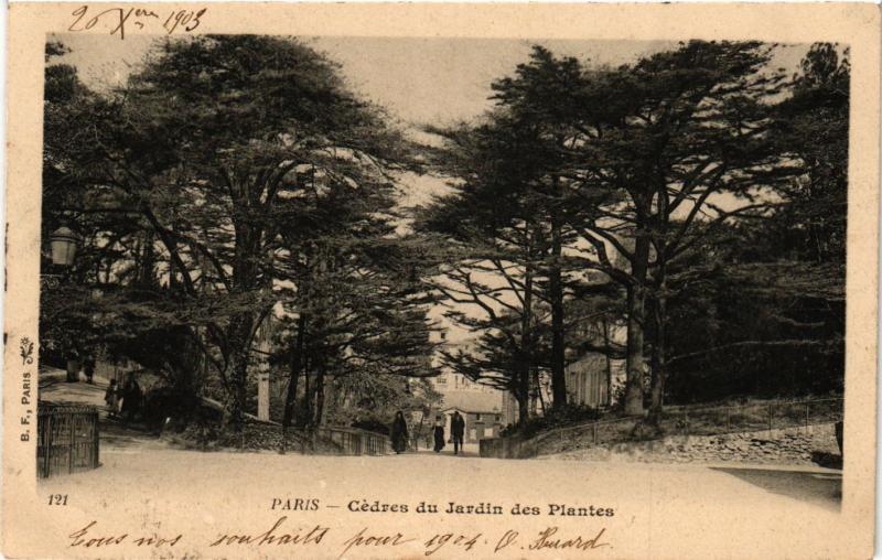 Carte postale ancienne Paris 5e-Cédres du Jardin des Plantes à Paris 5e