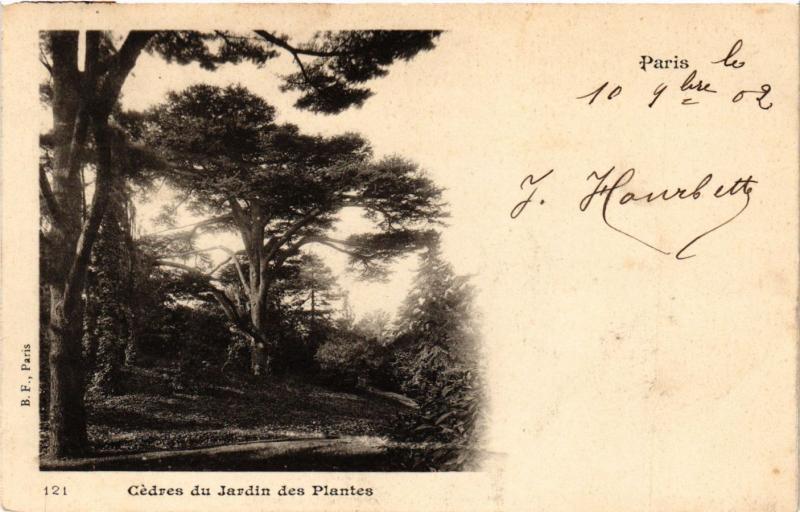 Carte postale ancienne Paris 5e-Cédres du Jardin des Plantes à Paris 5e