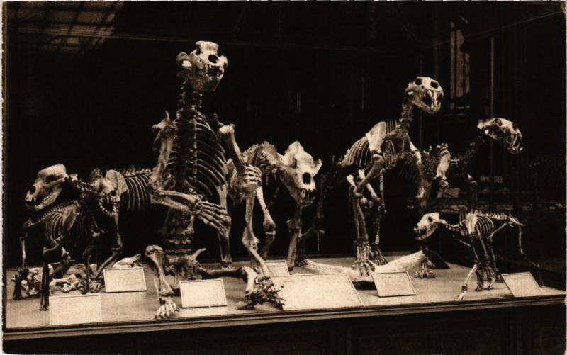 Carte postale ancienne Paris 5e Galerie de Paléonotologie Hyéne Ours Lion Cavernes Loup à Paris 5e