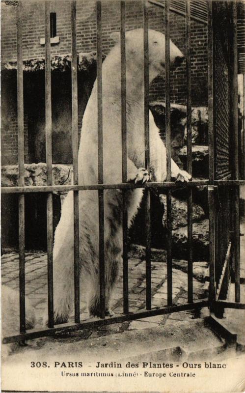 Carte postale ancienne Paris 5e-Jardin des Plantes-Ours blanc à Paris 5e