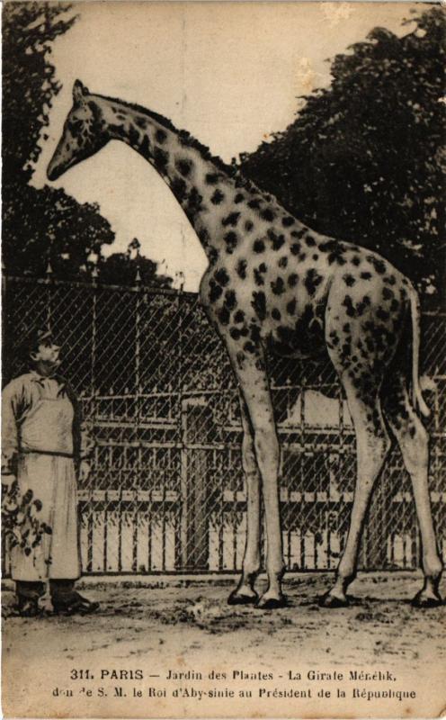 Carte postale ancienne Paris 5e-Jardin des Plantes-La girafe Ménélik à Paris 5e