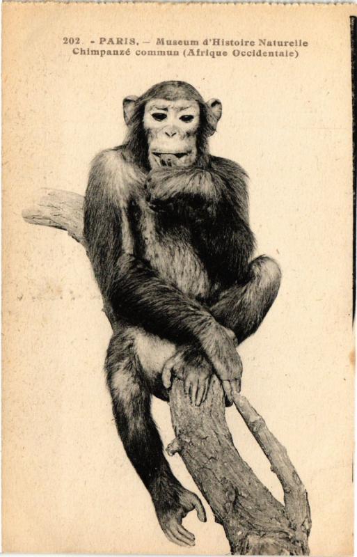 Carte postale ancienne Paris 5e-Museum d'Histoire Naturelle-Chimpanzé commun à Paris 5e