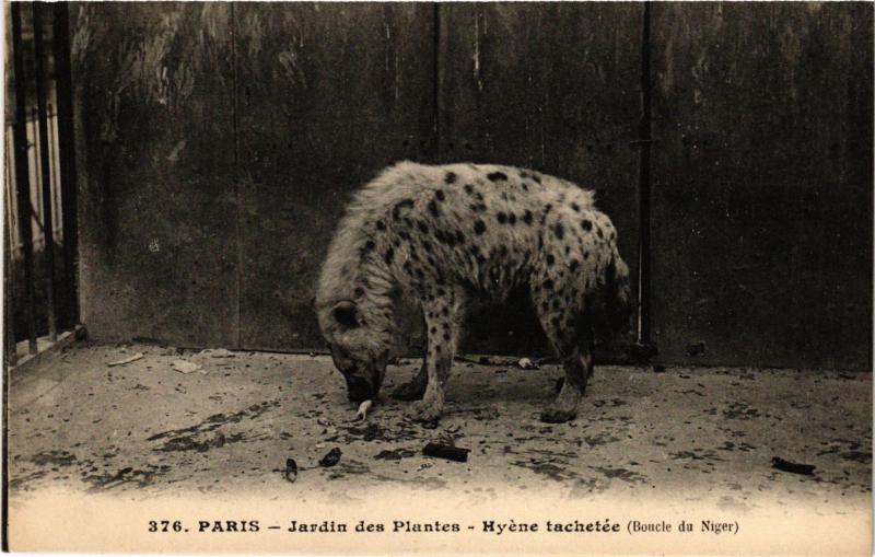 Carte postale ancienne Paris 5e-Jardin des Plantes-Hyéne tachetée à Paris 5e