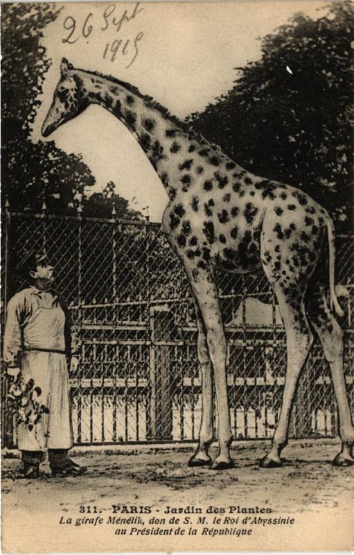 Carte postale ancienne Paris 5e-Jardin des Plantes-La girafe Ménélik à Paris 5e