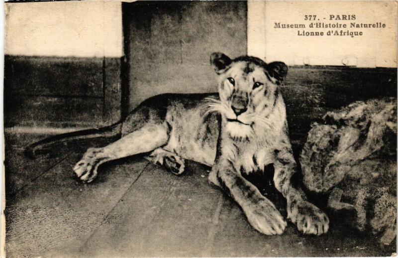 Carte postale ancienne Paris 5e-Museum d'Histoire Naturelle-Lionne d'Afrique à Paris 5e