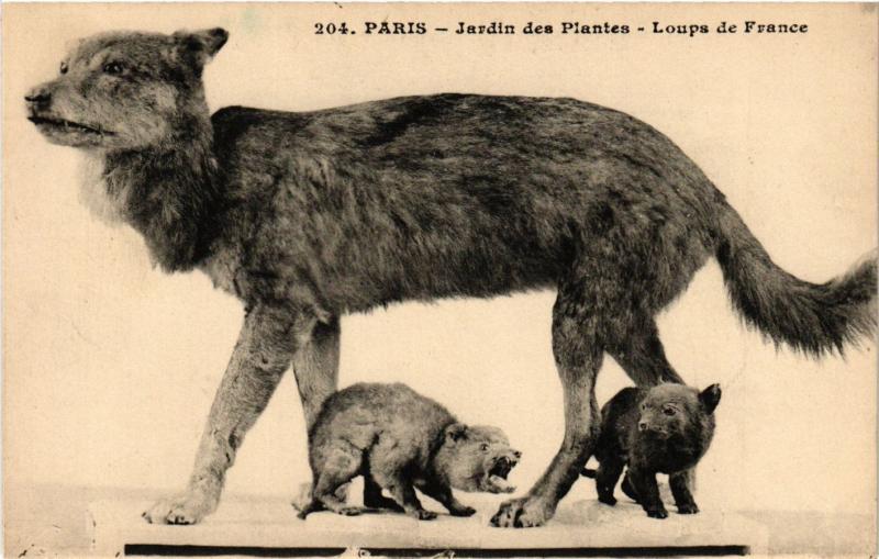 Carte postale ancienne Paris 5e-Jardin des Plantes-Loups de France à Paris 5e