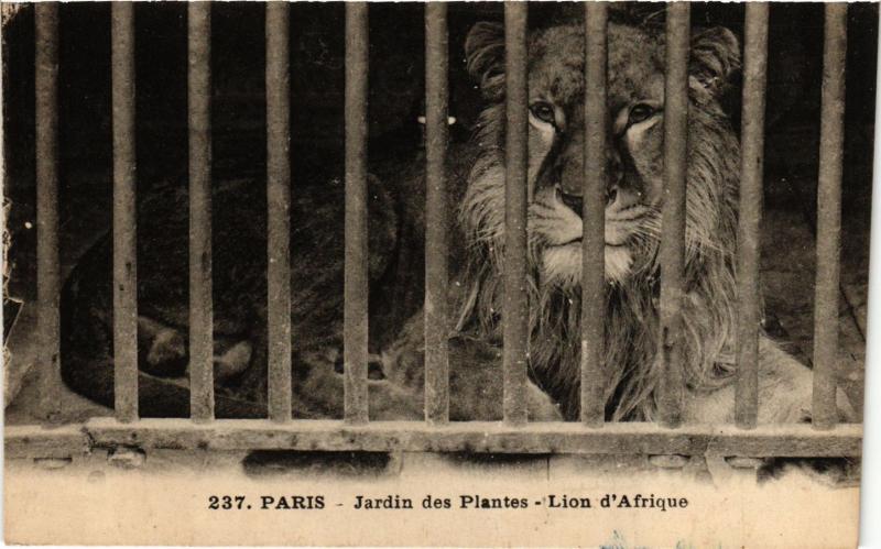 Carte postale ancienne Paris 5e-Jardin des Plantes-Lion d'Afrique à Paris 5e