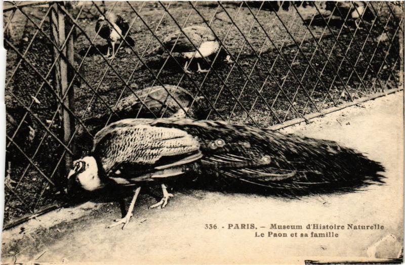 Carte postale ancienne Paris 5e-Museum d'Histoire Naturelle-Le Paon et sa famille à Paris 5e