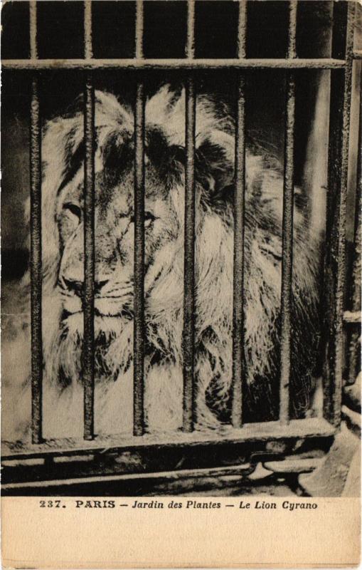 Carte postale ancienne Paris 5e-Jardin des Plantes-Le Lion Cyrano à Paris 5e