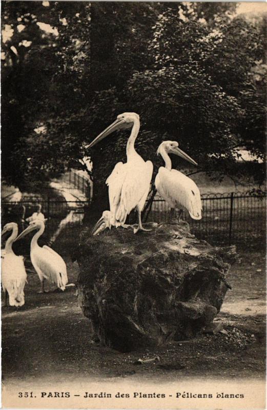 Carte postale ancienne Paris 5e-Jardin des Plantes-Pélicans blancs à Paris 5e