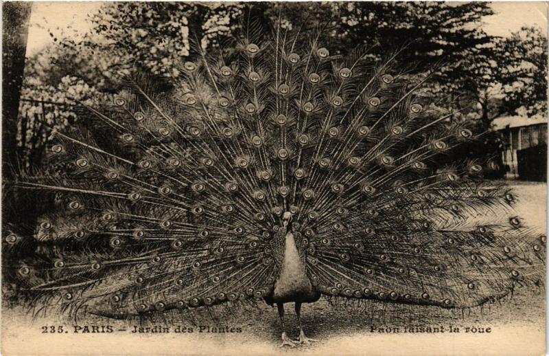 Carte postale ancienne Paris 5e-Jardin des Plantes-Paon faisant la roue à Paris 5e