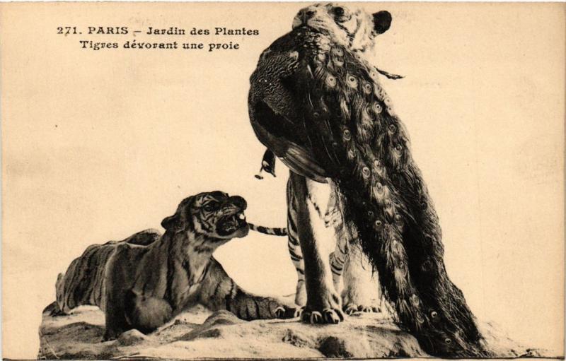 Carte postale ancienne Paris 5e-Jardin des Plantes-Tigres dévorant une proie à Paris 5e