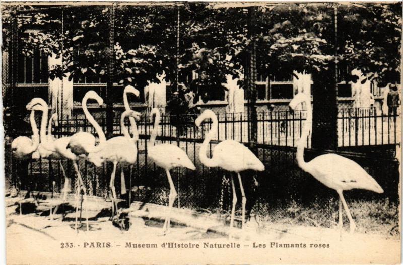 Carte postale ancienne Paris 5e-Museum d'Histoire Naturelle-Les Flamants roses à Paris 5e