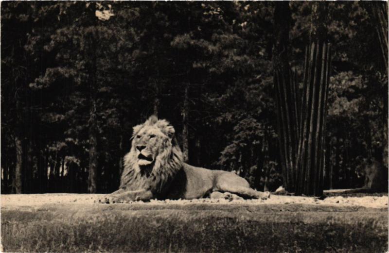 Carte postale ancienne Paris 12e-Parc Zoologique-Un Lion sur son plateau à Paris 12e