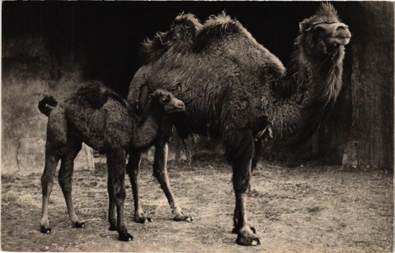 Carte postale ancienne Paris 12e-Parc Zoologique-Chameau de la Bactriane et son petit à Paris 12e