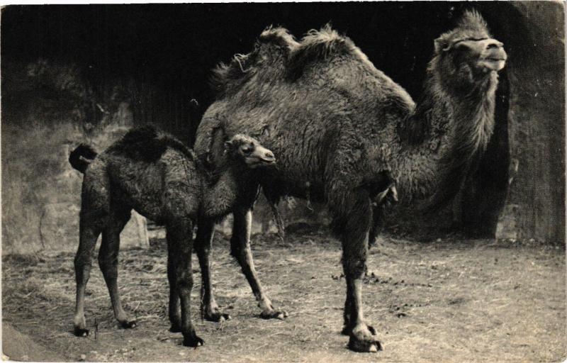 Carte postale ancienne Paris 12e-Parc Zoologique-Chameau de la Bactriane et son petit à Paris 12e
