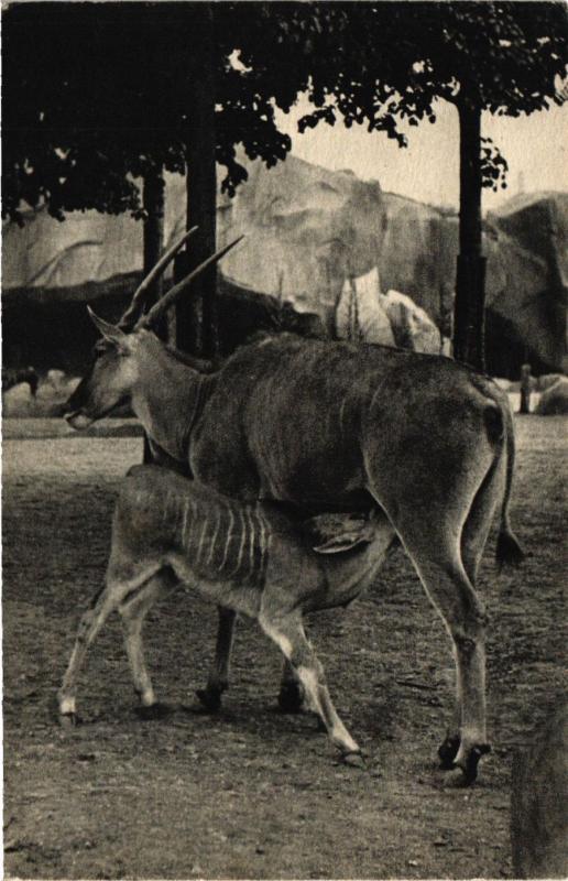 Carte postale ancienne Paris 12e-Parc Zoologique-Un Elan du Cap et son petit à Paris 12e