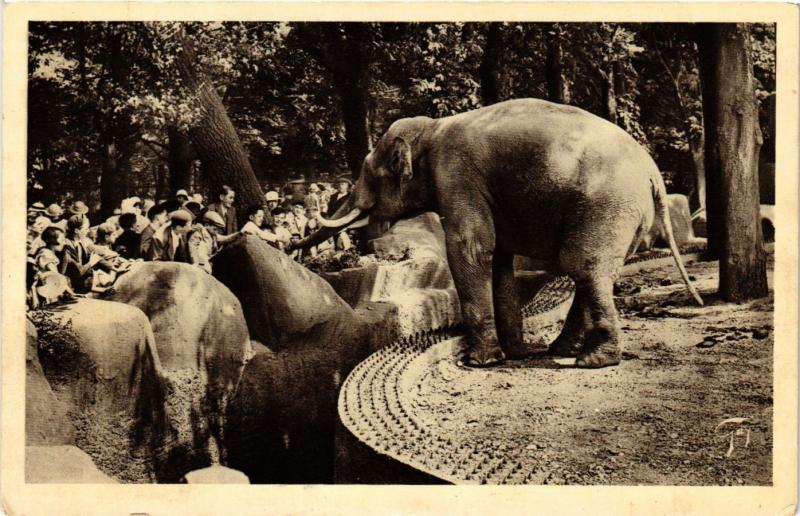 Carte postale ancienne Paris 12e-Parc Zoologique-Elephant Mále à Paris 12e