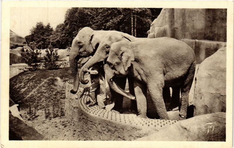 Carte postale ancienne Paris 12e-Parc Zoologique-Les Elephants femelles à Paris 12e