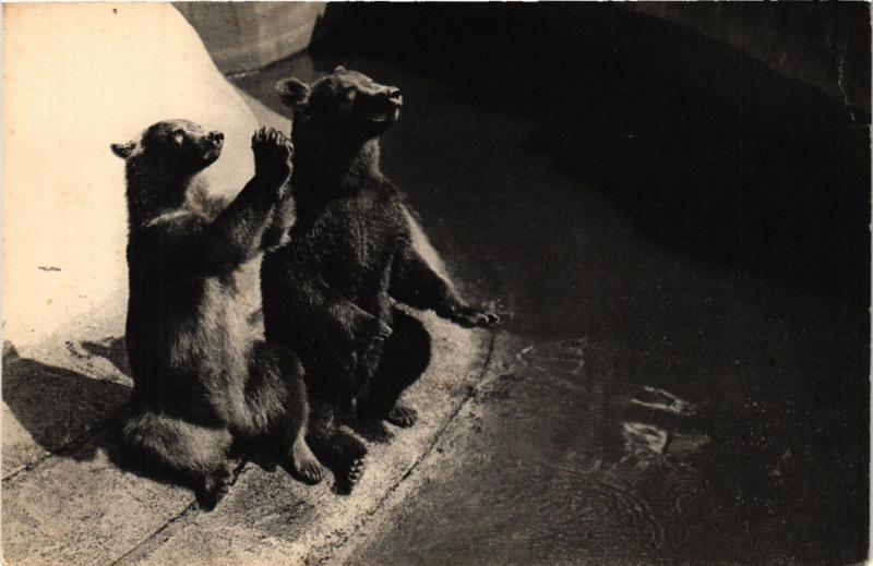 Carte postale ancienne Paris 12e-Parc Zoologique-Un couple d'Ours bruns à Paris 12e