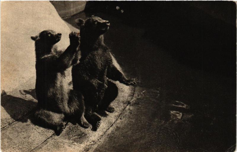 Carte postale ancienne Paris 12e-Parc Zoologique-Un couple d'Ours bruns à Paris 12e