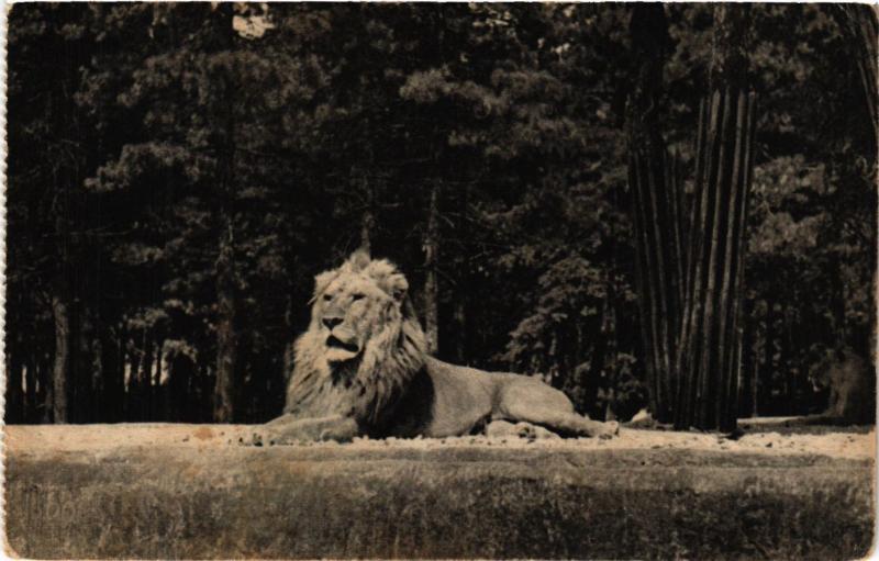 Carte postale ancienne Paris 12e-Parc Zoologique-Un Lion sur son plateau à Paris 12e