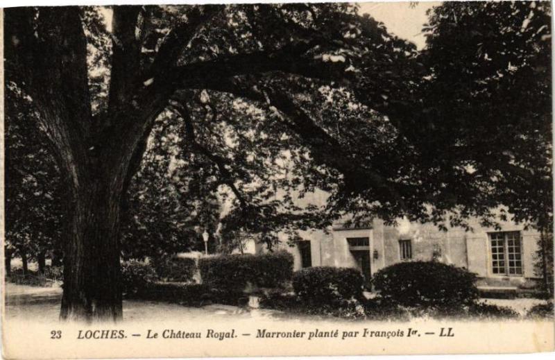 Carte postale ancienne Loches - Chateau Royal Marronnier planté par Francois Ier à Loches