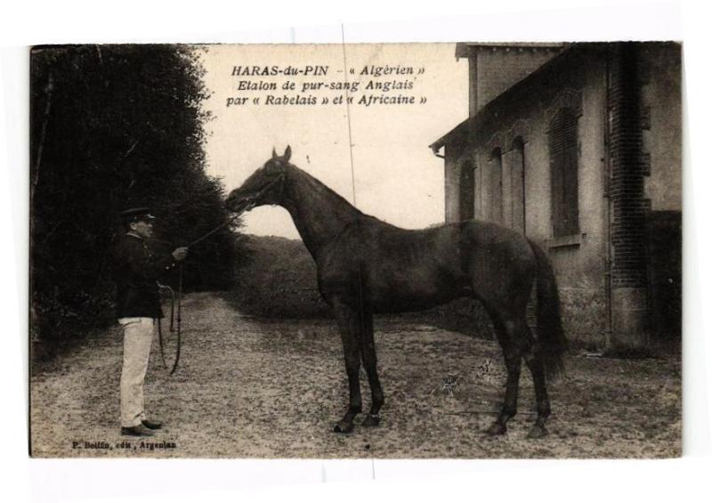 Carte postale ancienne Haras-du-Pin - Algerian