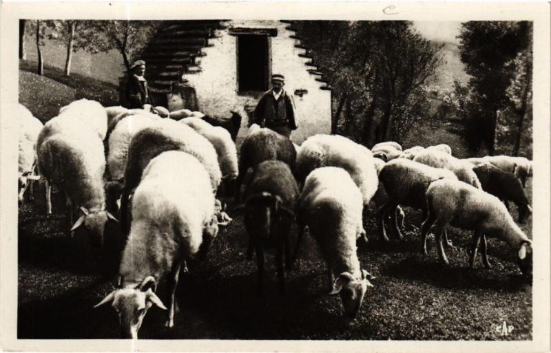 Carte postale ancienne Les Pyrénées - Scenes et Types des Pyrénées - Moutons au Paturage
