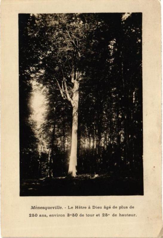Carte postale ancienne Ménesqueville - Le Hetré a Dieu age de plus de 250 ans à Ménesqueville