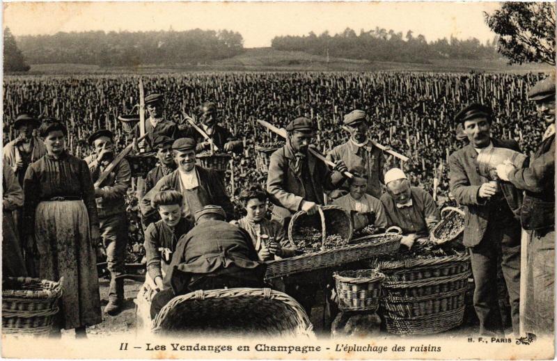 Carte postale ancienne Vendange en Champagne Epulchage des raisins Folklore