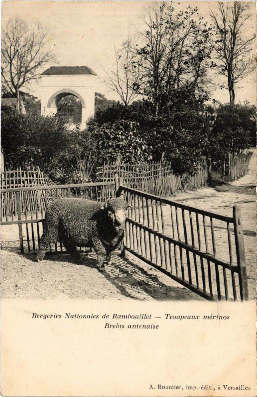 Carte postale ancienne Rambouillet Troupeaux Merinos brebis antenaise à Rambouillet