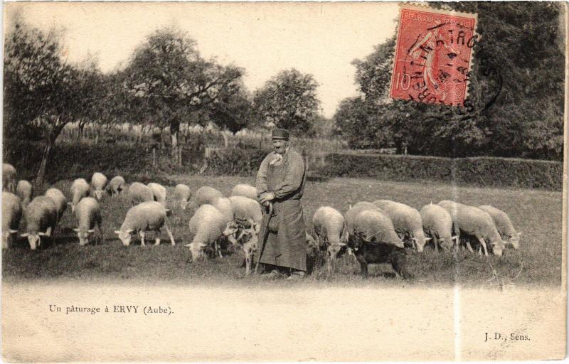 Carte postale ancienne Ervy un paturage