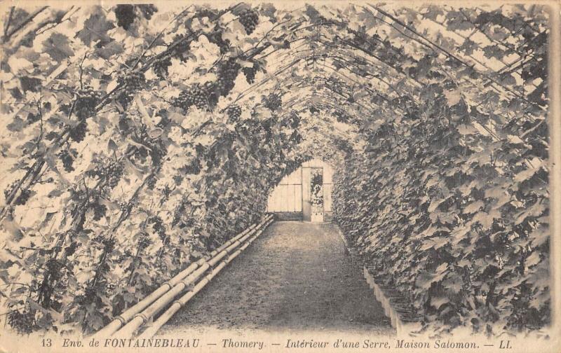 Carte postale ancienne Thomery - Interieur D'Une Serre - Maison Salomon à Thomery