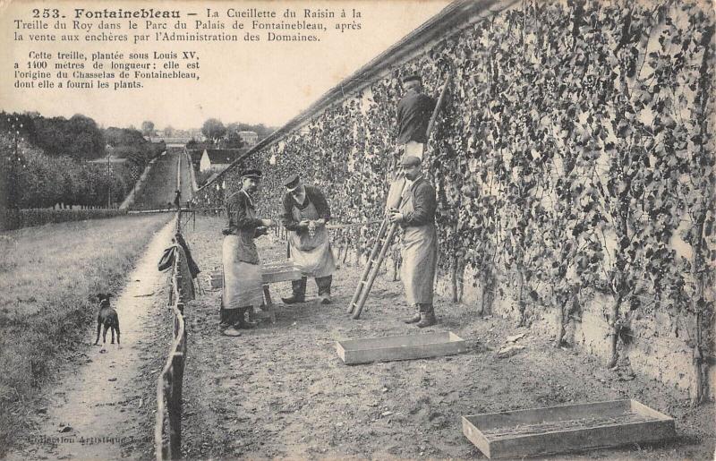 Carte postale ancienne Fontainebleau - La Cueillette Du Raisin A La Treille Du Roy à Fontainebleau