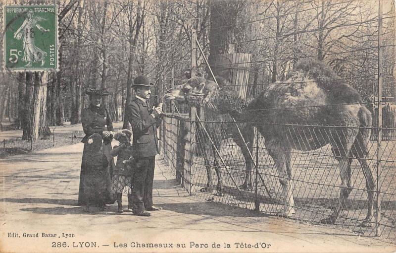 Carte postale ancienne Lyon - Les Chameaux Au Parc De La Tete D'Or à Lyon