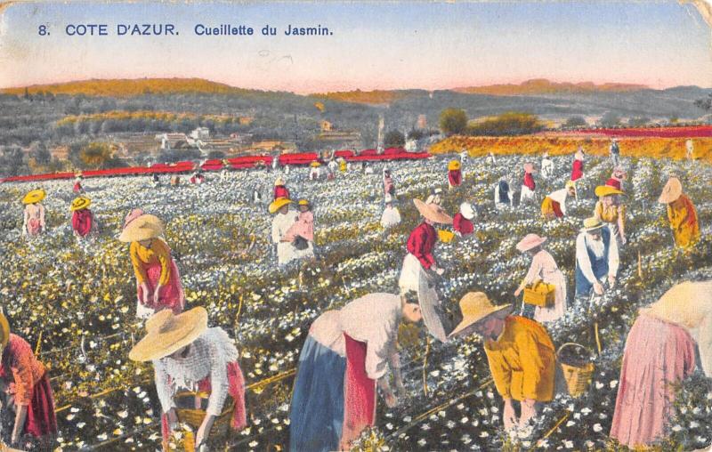 Carte postale ancienne Cote D'Azur - Cueillette Du Jasmin