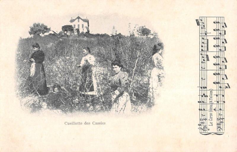 Carte postale ancienne Cueillette Des Cassies - Cote D'Azur