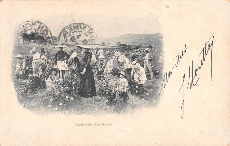 Carte postale ancienne Cueillette Des Roses  - Cote D'Azur