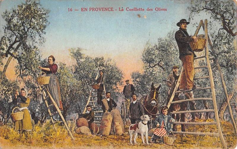 Carte postale ancienne En Provence - La Cueillette Des Olives à Vence