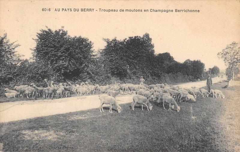 Carte postale ancienne Au Pays Du Berry - Troupeau De Moutons En Champagne Berrichonne