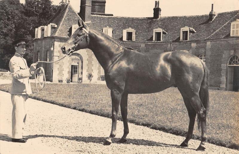 Carte postale ancienne Haras Du Pin - Shikampur - Etalon De Pur Sang Anglais