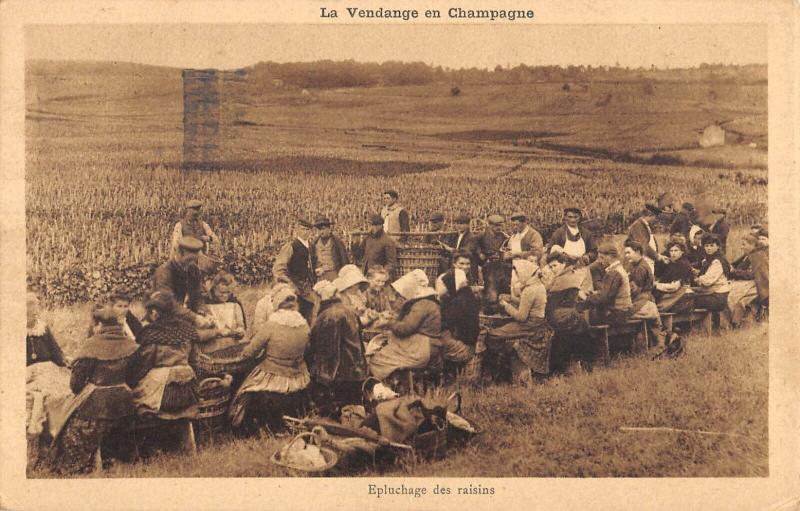 Carte postale ancienne Les Vendanges En Champagne - Epluchage Des Raisins