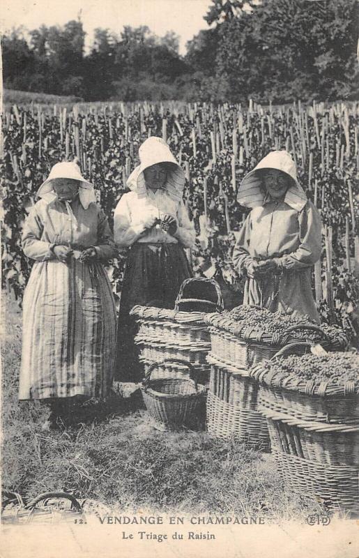 Carte postale ancienne Vendanges En Champagne - Le Triage Du Raisin