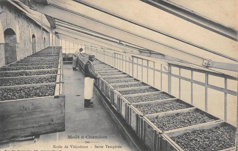 Carte postale ancienne Moet Et Chandon - Champagne - Ecole De Viticulture - Serre Temperee