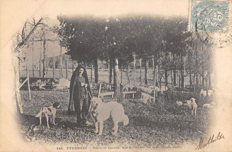 Carte postale ancienne Pyrenees - Patre Et Chiens Des Pyrenees
