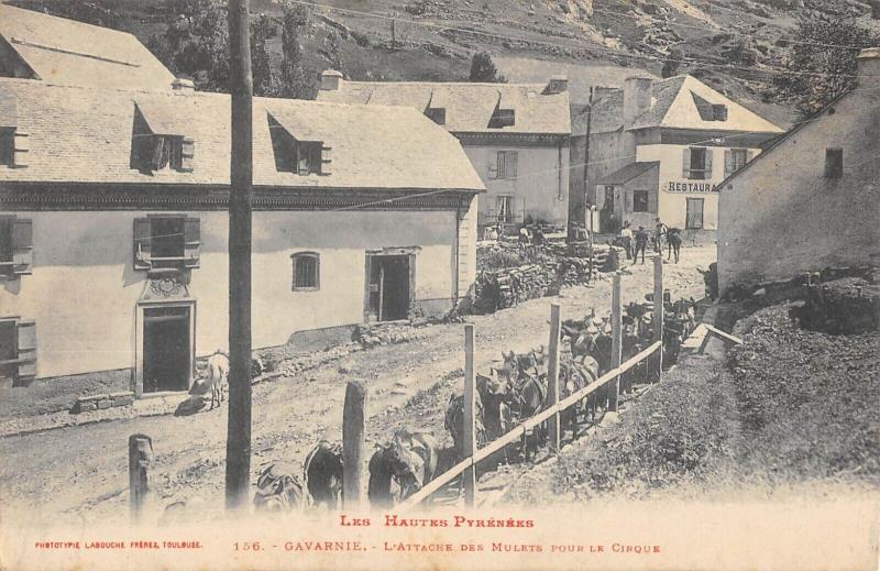 Carte postale ancienne Gavarnie - L'Attache Des Mulets Pour Le Cirque
