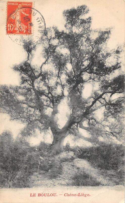 Carte postale ancienne Le Boulou - Chene Liege au Boulou